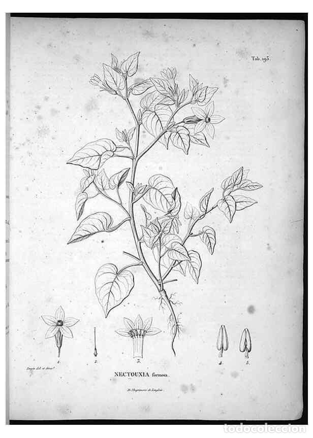 Coleccionismo de Revistas y Peri&oacute;dicos: Reproducci&oacute;n/Reproduction 49556691927: Nova genera et species plantarum :. Antverpiae :Ex officina C