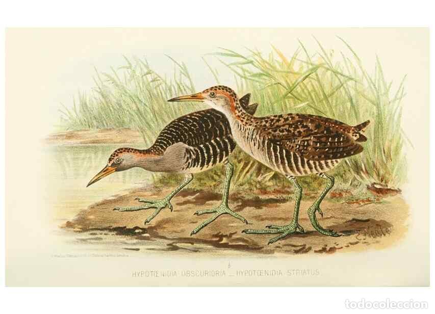 Coleccionismo de Revistas y Peri&oacute;dicos: Reproducci&oacute;n/Reproduction 49785717811: Indian sporting birds /. London :Francis Edwards,1915.. - Fin