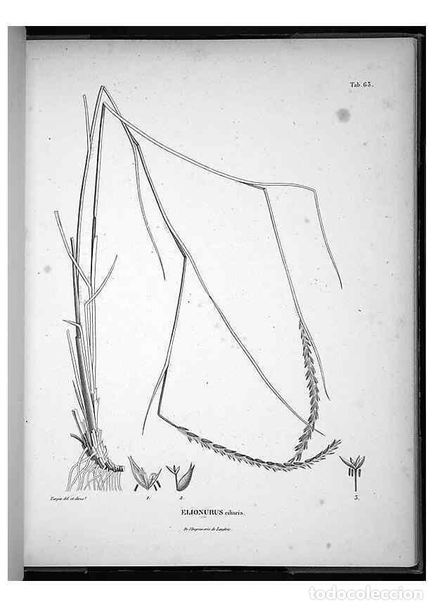 Coleccionismo de Revistas y Peri&oacute;dicos: Reproducci&oacute;n/Reproduction 49556381271: Nova genera et species plantarum :. Antverpiae :Ex officina C