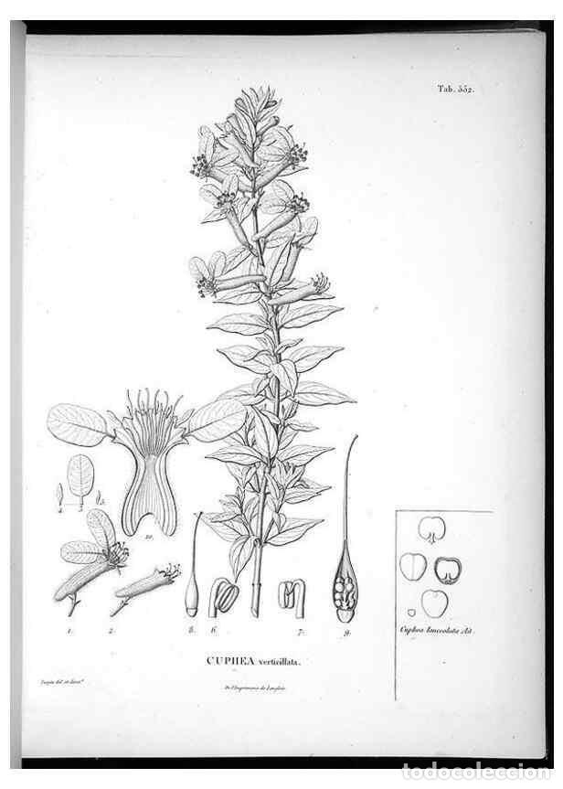 Coleccionismo de Revistas y Peri&oacute;dicos: Reproducci&oacute;n/Reproduction 49556128458: Nova genera et species plantarum :. Antverpiae :Ex officina C