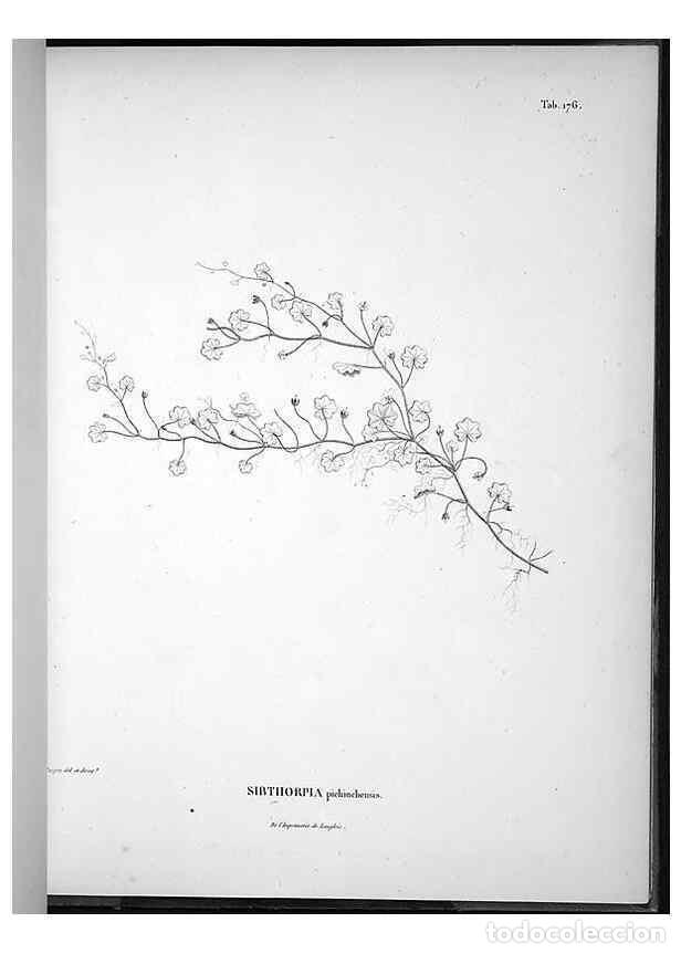 Coleccionismo de Revistas y Peri&oacute;dicos: Reproducci&oacute;n/Reproduction 49555924978: Nova genera et species plantarum :. Antverpiae :Ex officina C