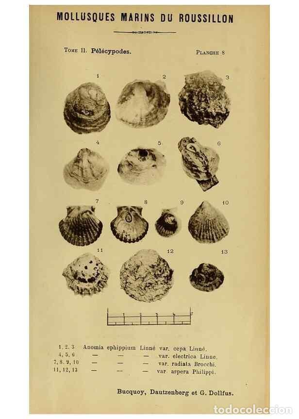 Coleccionismo de Revistas y Peri&oacute;dicos: Reproducci&oacute;n/Reproduction 49807263877: Les mollusques marins du Roussillon. Paris :J.-B. Bailli&egrave;re,[