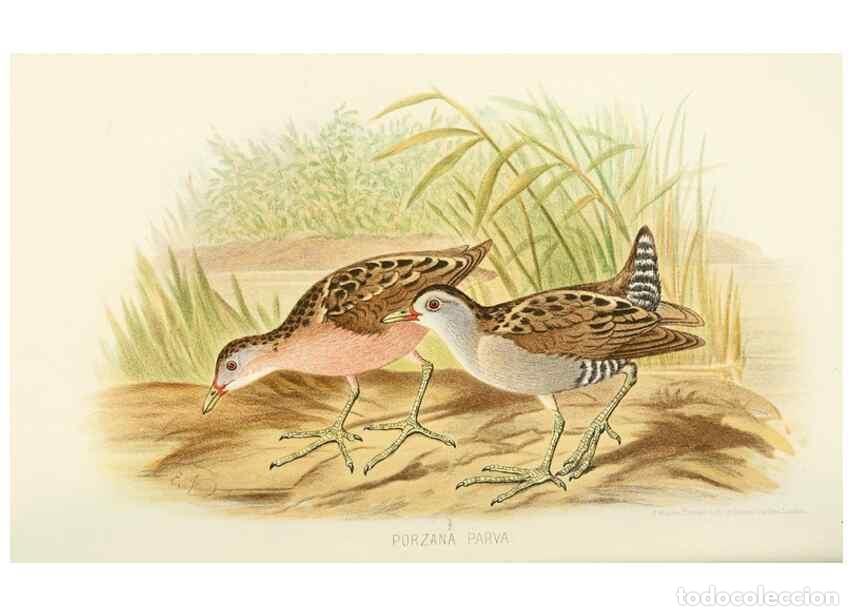 Coleccionismo de Revistas y Peri&oacute;dicos: Reproducci&oacute;n/Reproduction 49785720446: Indian sporting birds /. London :Francis Edwards,1915.. - Fin