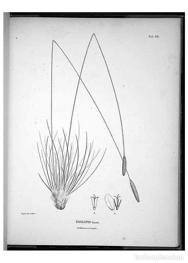 Coleccionismo de Revistas y Peri&oacute;dicos: Reproducci&oacute;n/Reproduction 49556381936: Nova genera et species plantarum :. Antverpiae :Ex officina C