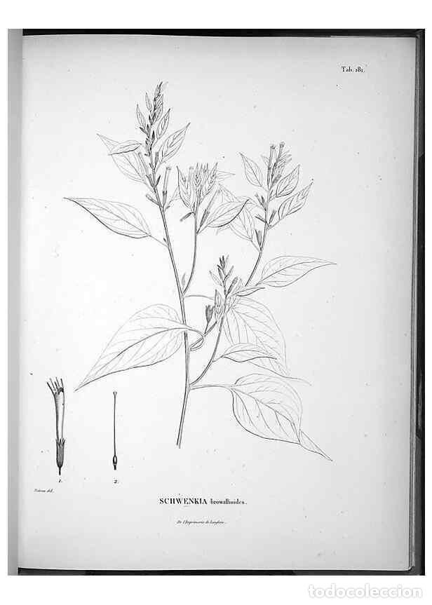 Coleccionismo de Revistas y Peri&oacute;dicos: Reproducci&oacute;n/Reproduction 49555925958: Nova genera et species plantarum :. Antverpiae :Ex officina C