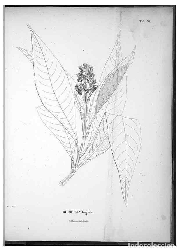 Coleccionismo de Revistas y Peri&oacute;dicos: Reproducci&oacute;n/Reproduction 49556421941: Nova genera et species plantarum :. Antverpiae :Ex officina C