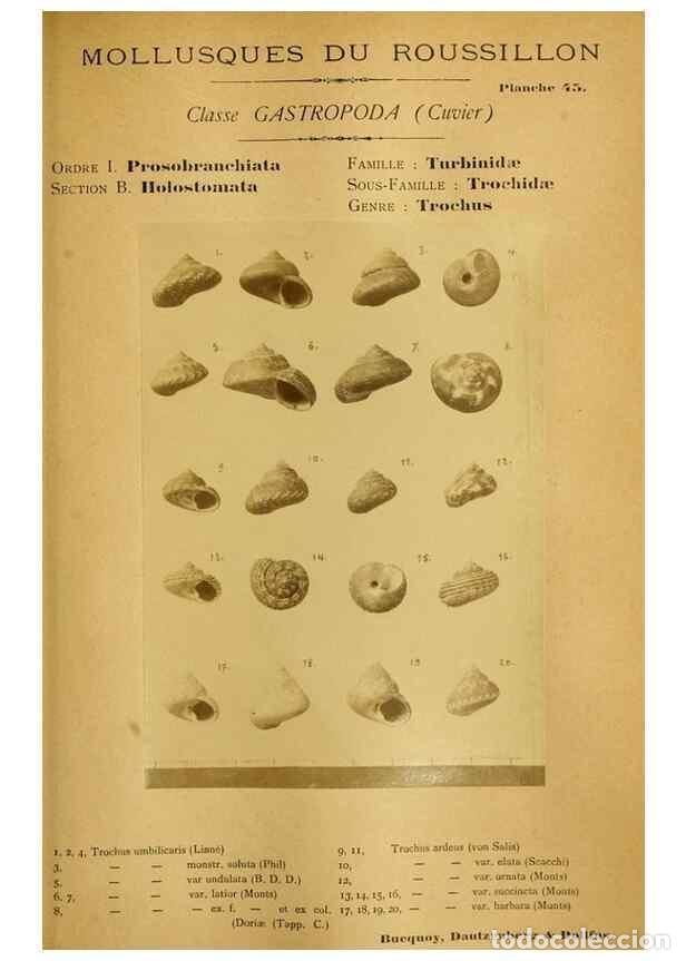 Coleccionismo de Revistas y Peri&oacute;dicos: Reproducci&oacute;n/Reproduction 49807165777: Les mollusques marins du Roussillon. Paris :J.-B. Bailli&egrave;re,[