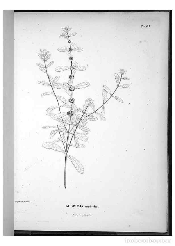 Coleccionismo de Revistas y Peri&oacute;dicos: Reproducci&oacute;n/Reproduction 49556421281: Nova genera et species plantarum :. Antverpiae :Ex officina C