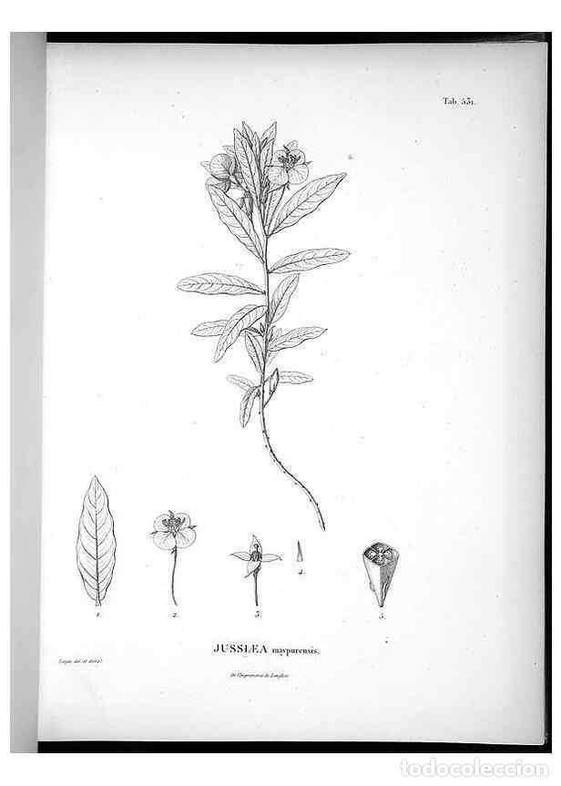 Coleccionismo de Revistas y Peri&oacute;dicos: Reproducci&oacute;n/Reproduction 49556621526: Nova genera et species plantarum :. Antverpiae :Ex officina C