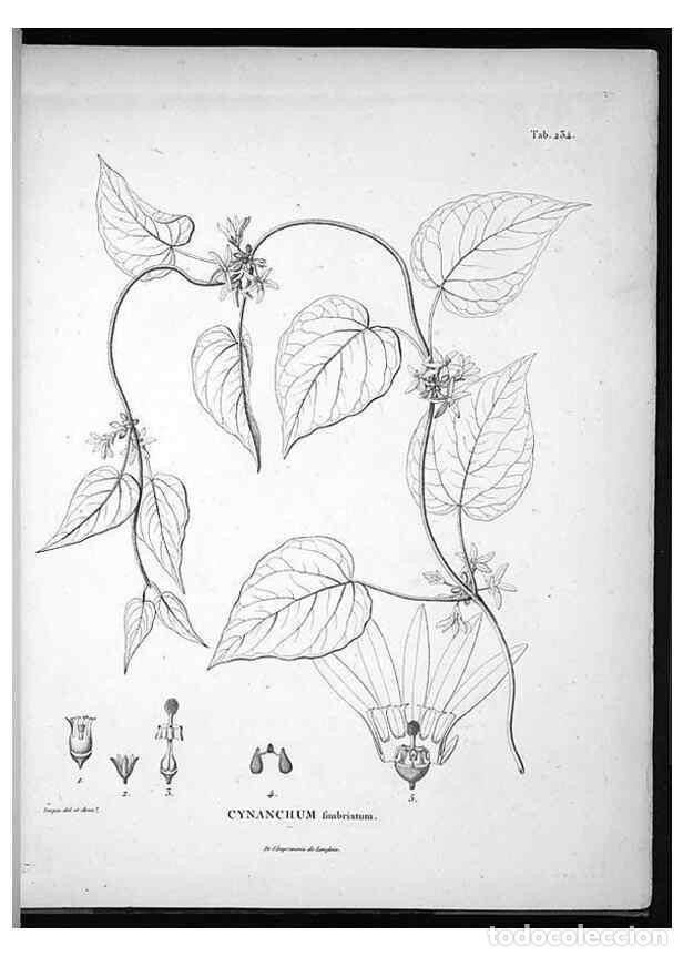 Coleccionismo de Revistas y Peri&oacute;dicos: Reproducci&oacute;n/Reproduction 49556462556: Nova genera et species plantarum :. Antverpiae :Ex officina C