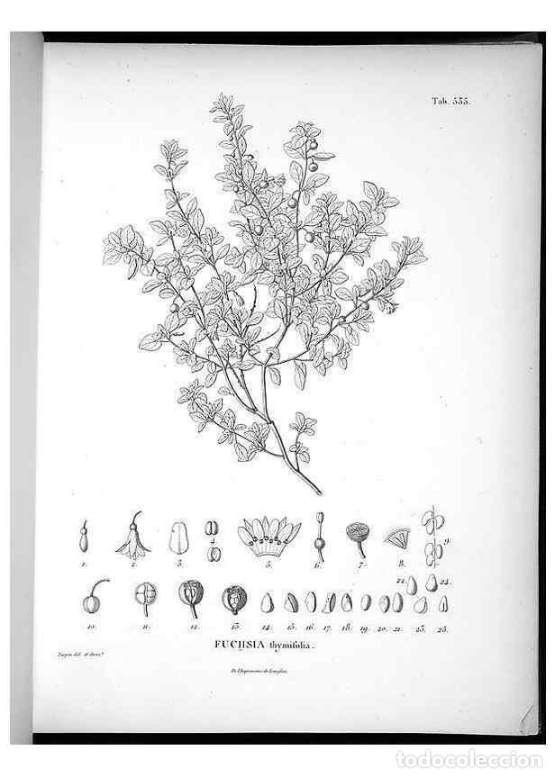 Coleccionismo de Revistas y Peri&oacute;dicos: Reproducci&oacute;n/Reproduction 49556859487: Nova genera et species plantarum :. Antverpiae :Ex officina C