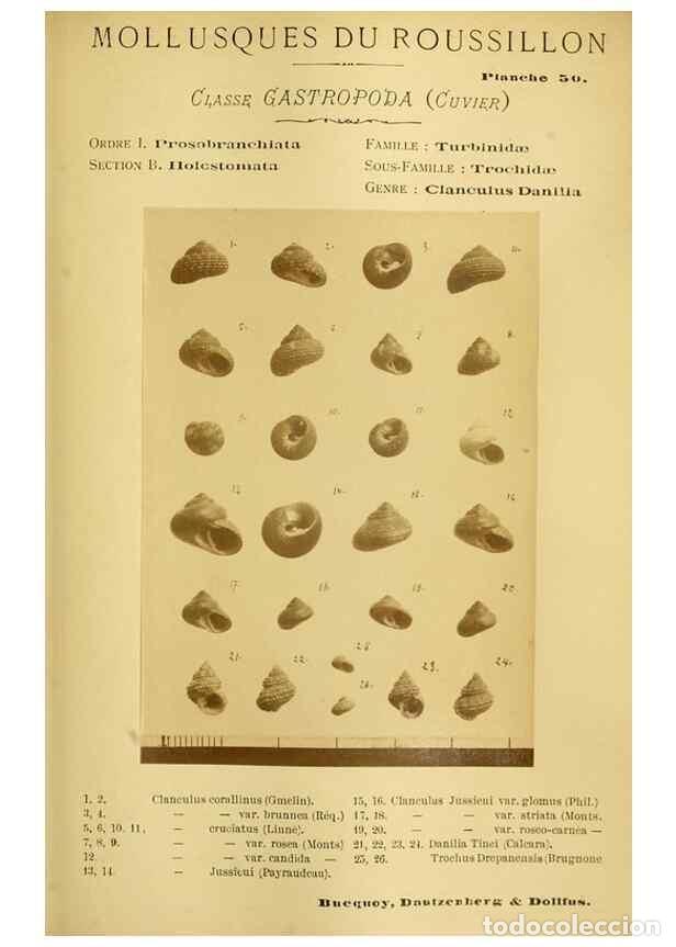 Coleccionismo de Revistas y Peri&oacute;dicos: Reproducci&oacute;n/Reproduction 49806855346: Les mollusques marins du Roussillon. Paris :J.-B. Bailli&egrave;re,[