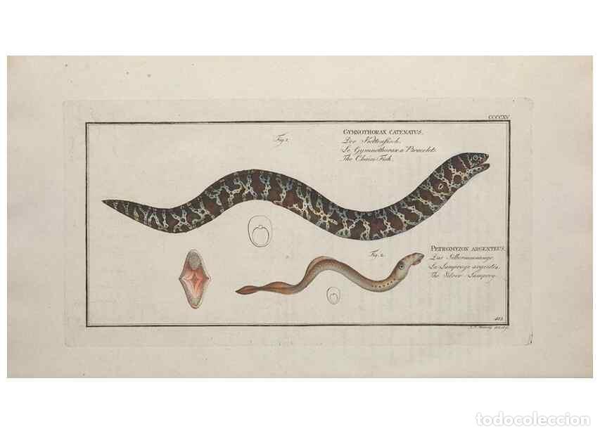 Coleccionismo de Revistas y Peri&oacute;dicos: Reproducci&oacute;n/Reproduction 49774602866: Ichtyologie, ou, Histoire naturelle, g&eacute;n&eacute;rale et particuli&egrave;re