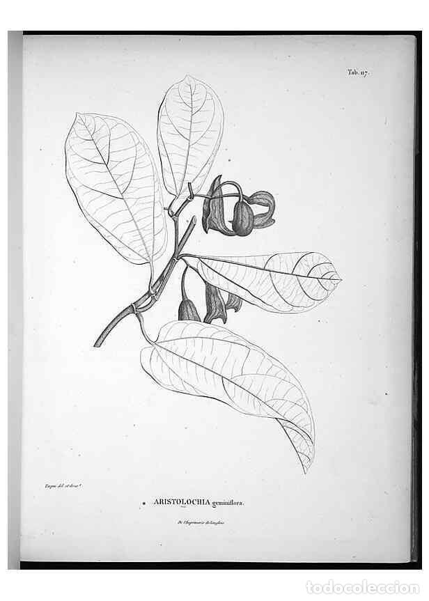 Coleccionismo de Revistas y Peri&oacute;dicos: Reproducci&oacute;n/Reproduction 49555915313: Nova genera et species plantarum :. Antverpiae :Ex officina C
