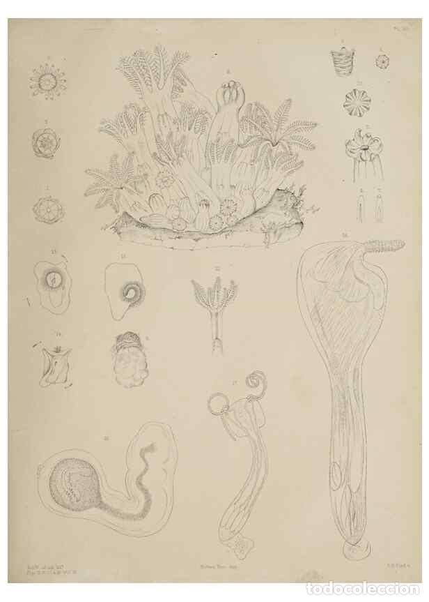 Collection Magazines and Newspapers: Reproducci&oacute;n/Reproduction 49809820551: The marine invertebrates and fishes of St. Andrews /. Edinbur