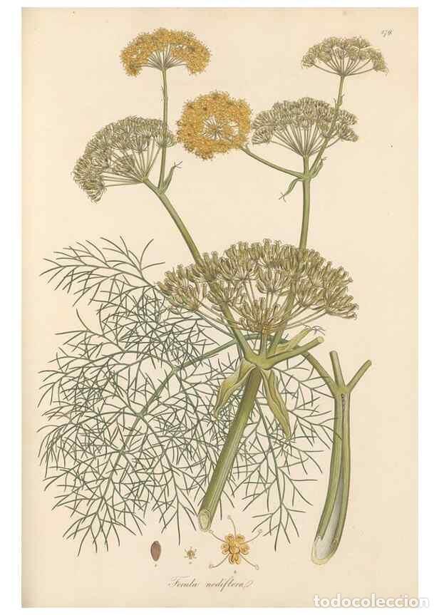 Collection Magazines and Newspapers: Reproducci&oacute;n/Reproduction 49557449942: Flora Graeca, sive, Plantarum rariorum historia, quas in prov