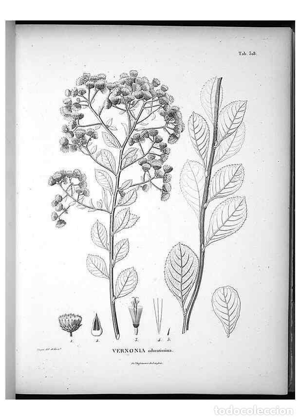 Collection Magazines and Newspapers: Reproducci&oacute;n/Reproduction 49556004873: Nova genera et species plantarum :. Antverpiae :Ex officina C