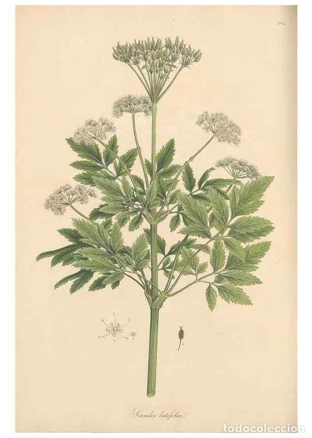 Collection Magazines and Newspapers: Reproducci&oacute;n/Reproduction 49556719233: Flora Graeca, sive, Plantarum rariorum historia, quas in prov