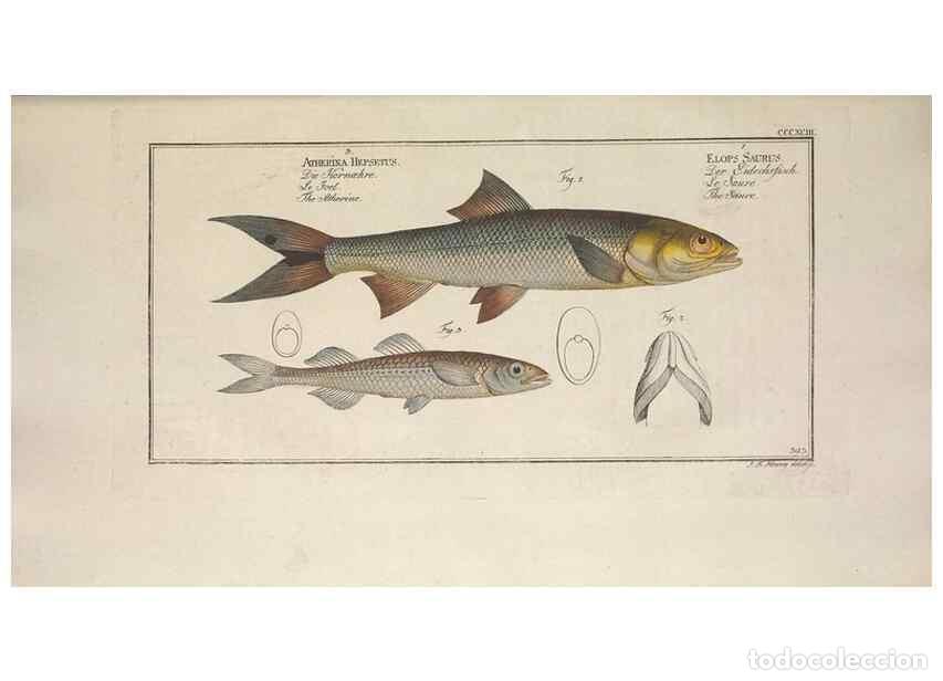Collection Magazines and Newspapers: Reproducci&oacute;n/Reproduction 49774898732: Ichtyologie, ou, Histoire naturelle, g&eacute;n&eacute;rale et particuli&egrave;re