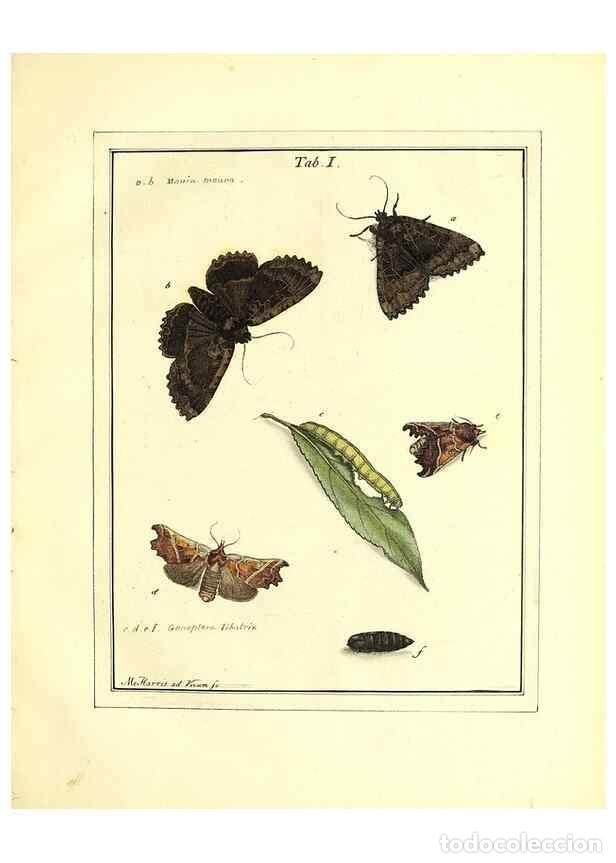 Collection Magazines and Newspapers: Reproducci&oacute;n/Reproduction 49807106276: An exposition of English insects. London :Printed for the aut