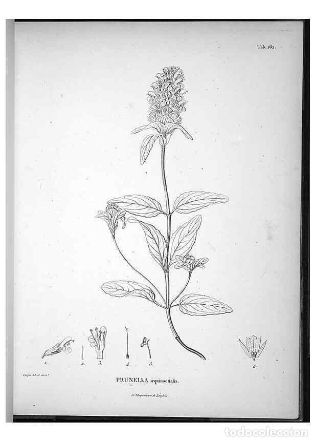 Collection Magazines and Newspapers: Reproducci&oacute;n/Reproduction 49556653387: Nova genera et species plantarum :. Antverpiae :Ex officina C
