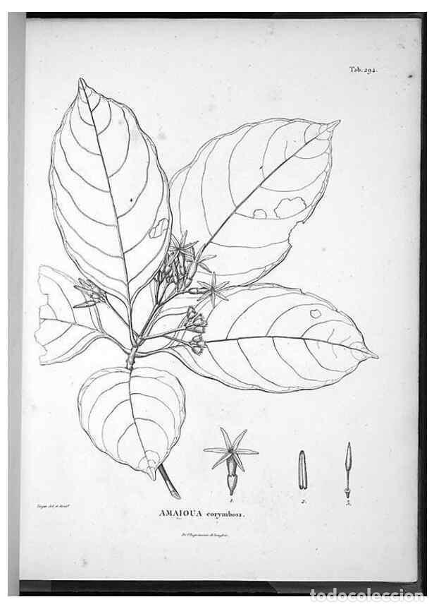 Collection Magazines and Newspapers: Reproducci&oacute;n/Reproduction 49556710307: Nova genera et species plantarum :. Antverpiae :Ex officina C