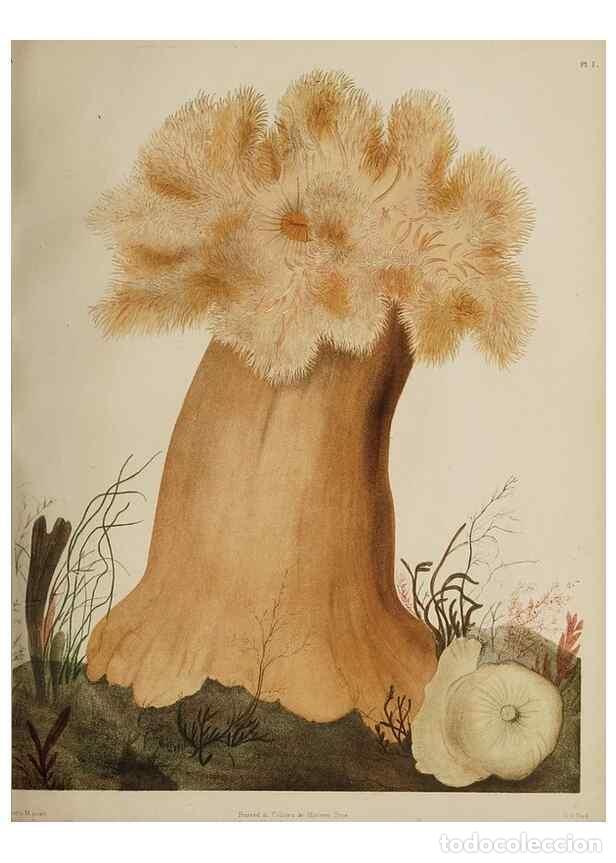 Collection Magazines and Newspapers: Reproducci&oacute;n/Reproduction 49810118042: The marine invertebrates and fishes of St. Andrews /. Edinbur