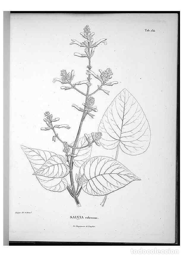 Collection Magazines and Newspapers: Reproducci&oacute;n/Reproduction 49556651892: Nova genera et species plantarum :. Antverpiae :Ex officina C