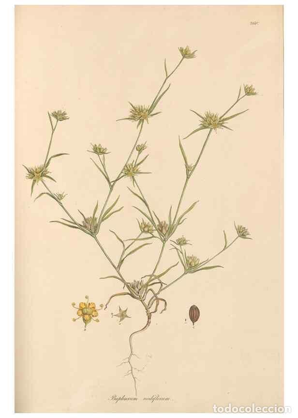 Collection Magazines and Newspapers: Reproducci&oacute;n/Reproduction 49556710463: Flora Graeca, sive, Plantarum rariorum historia, quas in prov