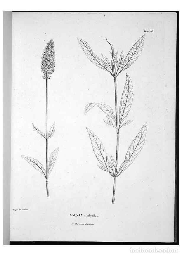 Collection Magazines and Newspapers: Reproducci&oacute;n/Reproduction 49556413386: Nova genera et species plantarum :. Antverpiae :Ex officina C