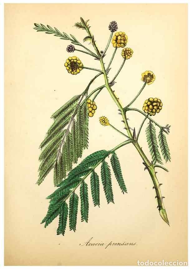 Coleccionismo de Revistas y Peri&oacute;dicos: Reproducci&oacute;n/Reproduction 49780753858: The American flora :. New York :Hull & Spencer,1855.. - Stron