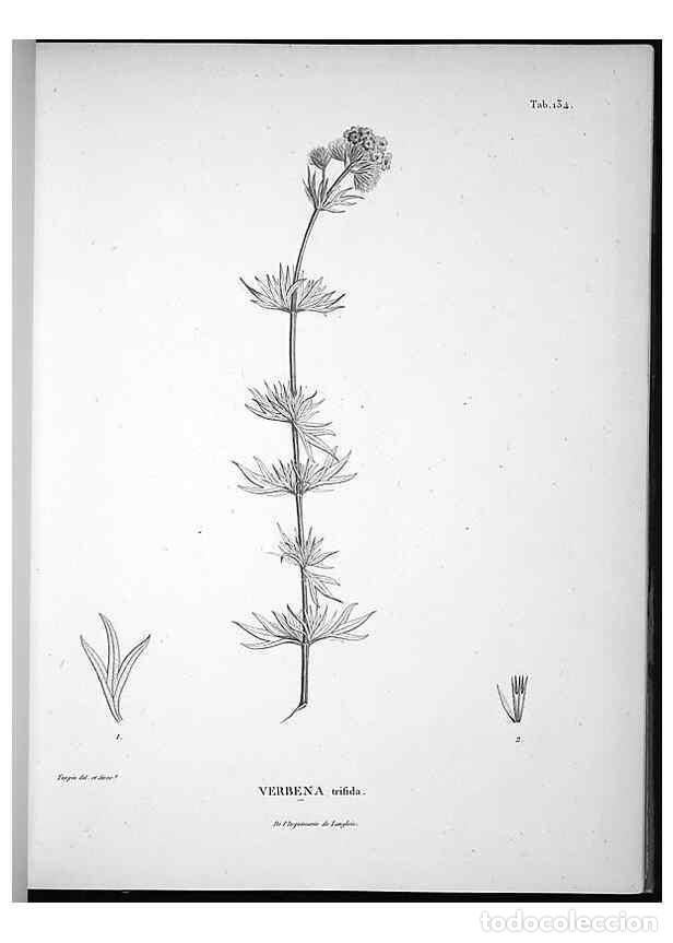 Coleccionismo de Revistas y Peri&oacute;dicos: Reproducci&oacute;n/Reproduction 49555918038: Nova genera et species plantarum :. Antverpiae :Ex officina C