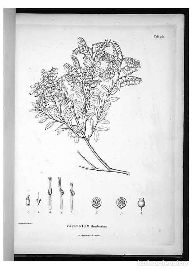 Coleccionismo de Revistas y Peri&oacute;dicos: Reproducci&oacute;n/Reproduction 49555970838: Nova genera et species plantarum :. Antverpiae :Ex officina C
