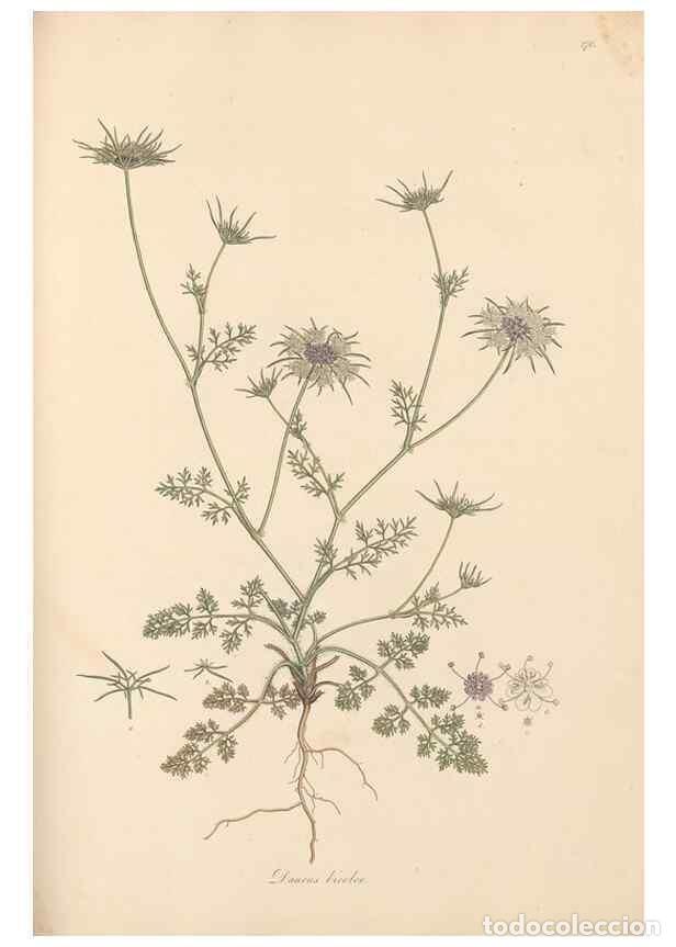 Coleccionismo de Revistas y Peri&oacute;dicos: Reproducci&oacute;n/Reproduction 49557446877: Flora Graeca, sive, Plantarum rariorum historia, quas in prov