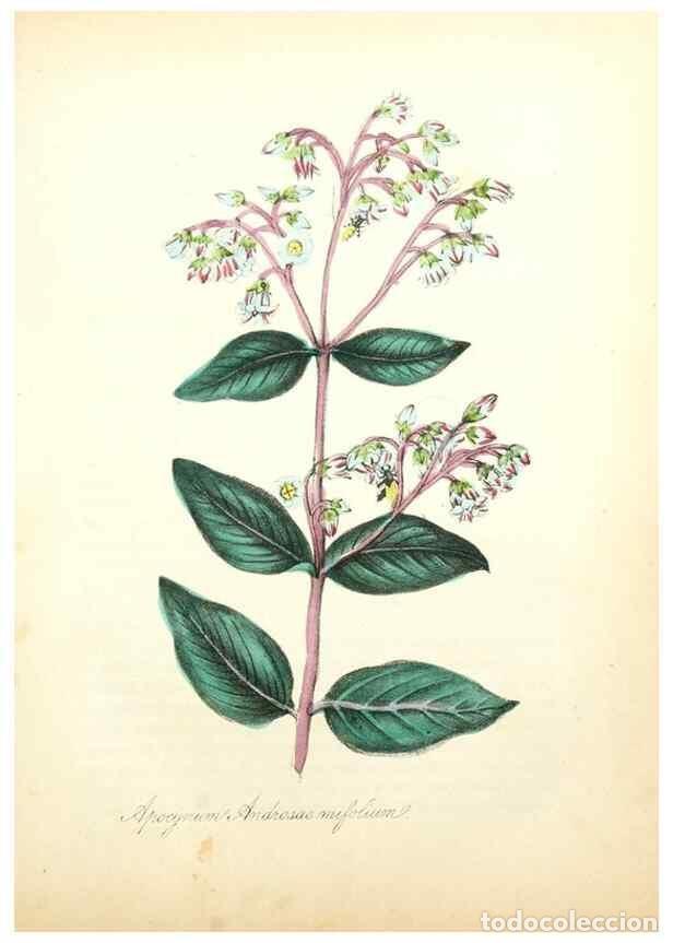 Coleccionismo de Revistas y Peri&oacute;dicos: Reproducci&oacute;n/Reproduction 49781288621: The American flora :. New York :Hull & Spencer,1855.. - Stron