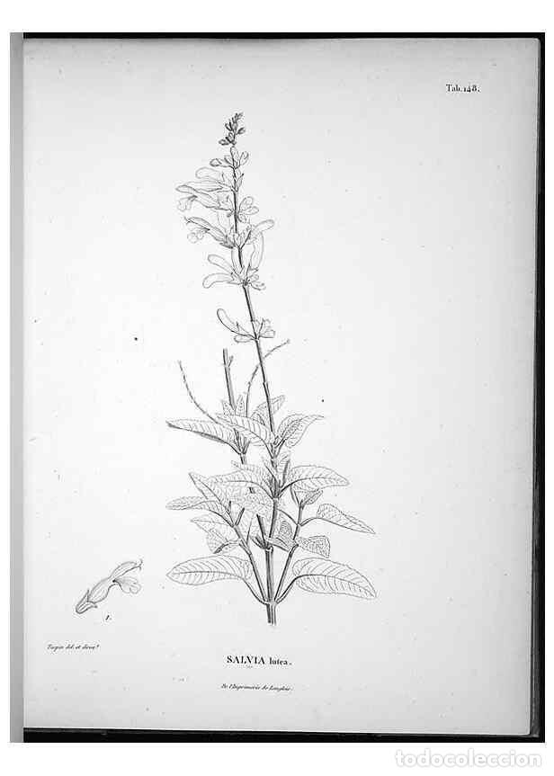 Coleccionismo de Revistas y Peri&oacute;dicos: Reproducci&oacute;n/Reproduction 49556415126: Nova genera et species plantarum :. Antverpiae :Ex officina C