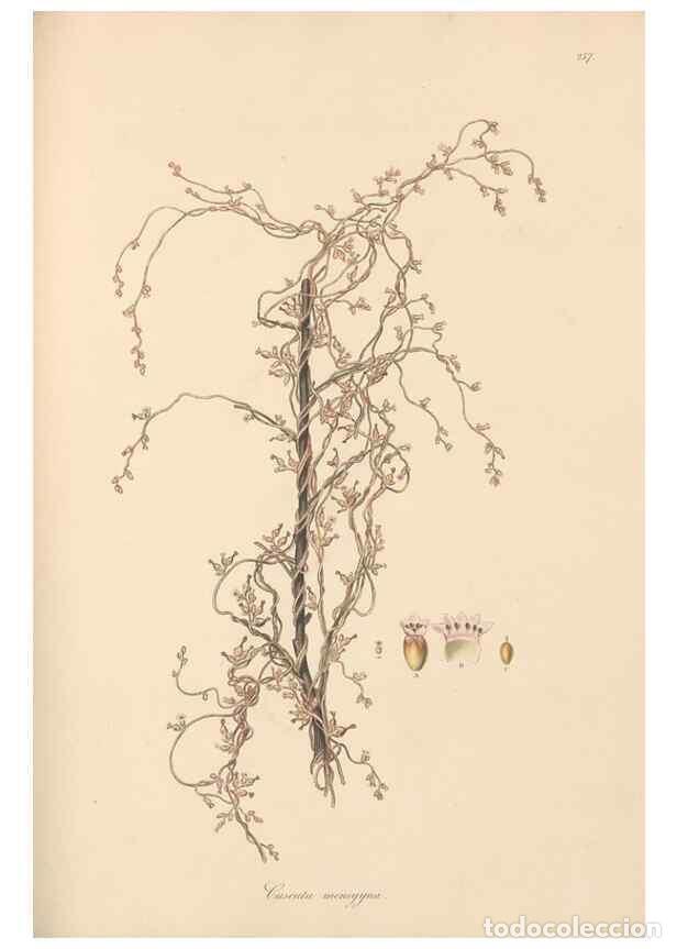 Coleccionismo de Revistas y Peri&oacute;dicos: Reproducci&oacute;n/Reproduction 49556709333: Flora Graeca, sive, Plantarum rariorum historia, quas in prov