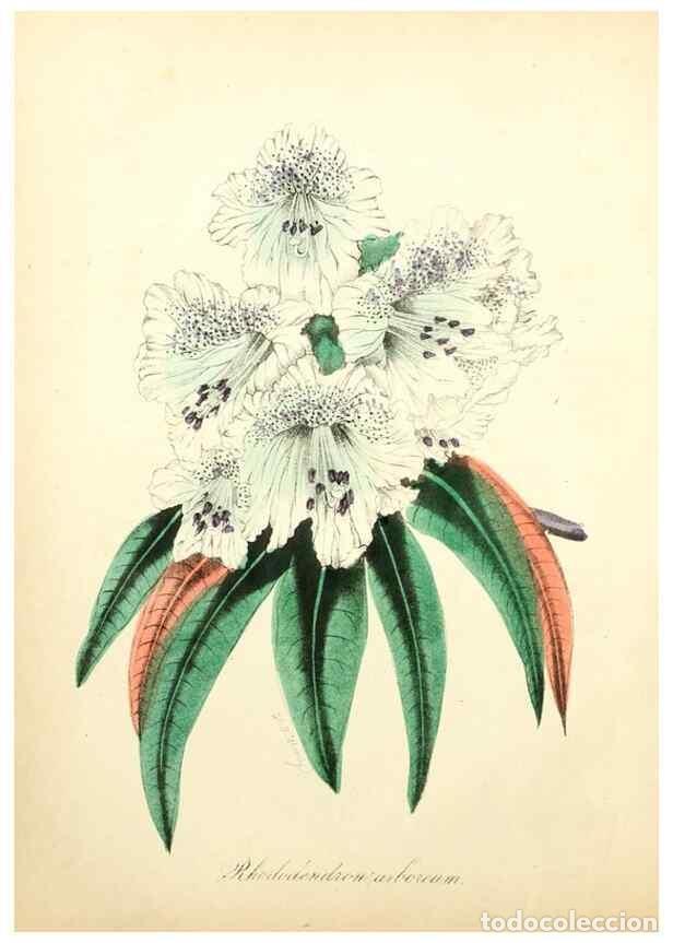 Coleccionismo de Revistas y Peri&oacute;dicos: Reproducci&oacute;n/Reproduction 49780744658: The American flora :. New York :Hull & Spencer,1855.. - Stron