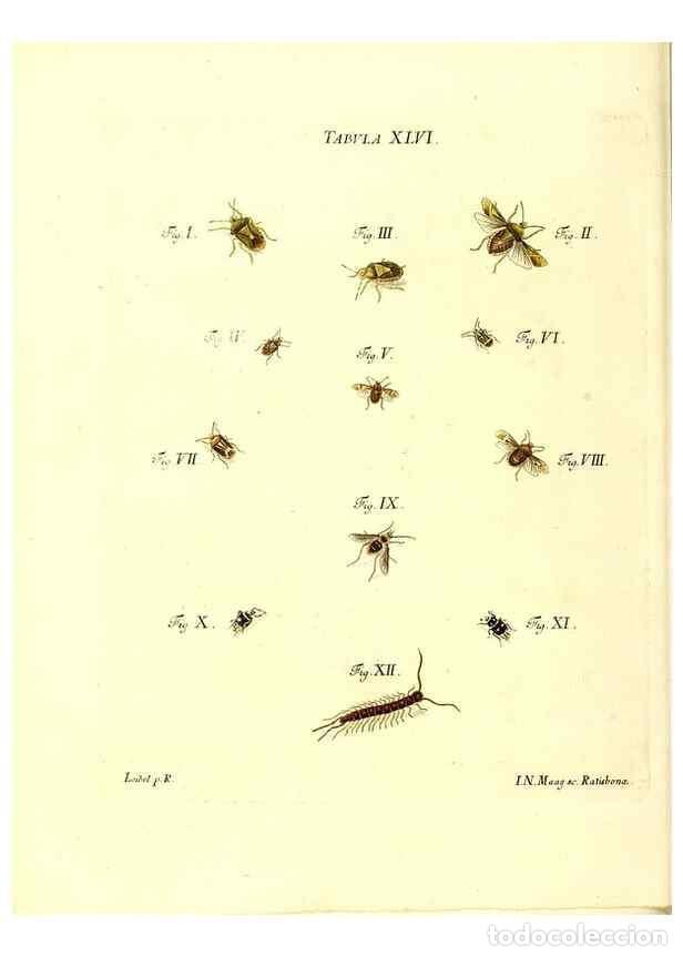 Coleccionismo de Revistas y Peri&oacute;dicos: Reproducci&oacute;n/Reproduction 49810598997: Iacobi Christiani Schaefferi s.s. theologiae et philosophiae