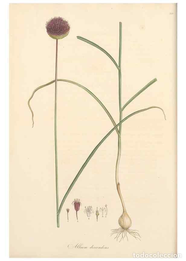 Coleccionismo de Revistas y Peri&oacute;dicos: Reproducci&oacute;n/Reproduction 49557366821: Flora Graeca, sive, Plantarum rariorum historia, quas in prov