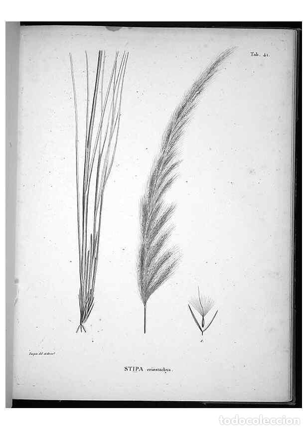 Coleccionismo de Revistas y Peri&oacute;dicos: Reproducci&oacute;n/Reproduction 49556614102: Nova genera et species plantarum :. Antverpiae :Ex officina C