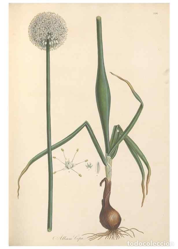 Coleccionismo de Revistas y Peri&oacute;dicos: Reproducci&oacute;n/Reproduction 49557369881: Flora Graeca, sive, Plantarum rariorum historia, quas in prov