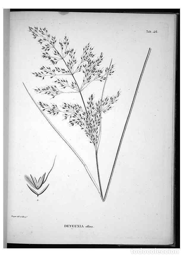 Collection Magazines and Newspapers: Reproducci&oacute;n/Reproduction 49556615082: Nova genera et species plantarum :. Antverpiae :Ex officina C