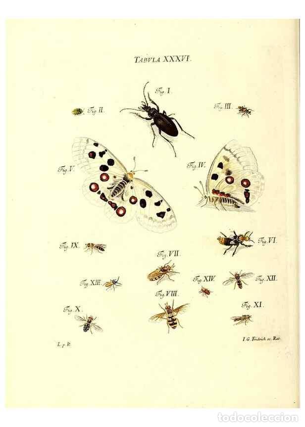 Collection Magazines and Newspapers: Reproducci&oacute;n/Reproduction 49809741798: Iacobi Christiani Schaefferi s.s. theologiae et philosophiae