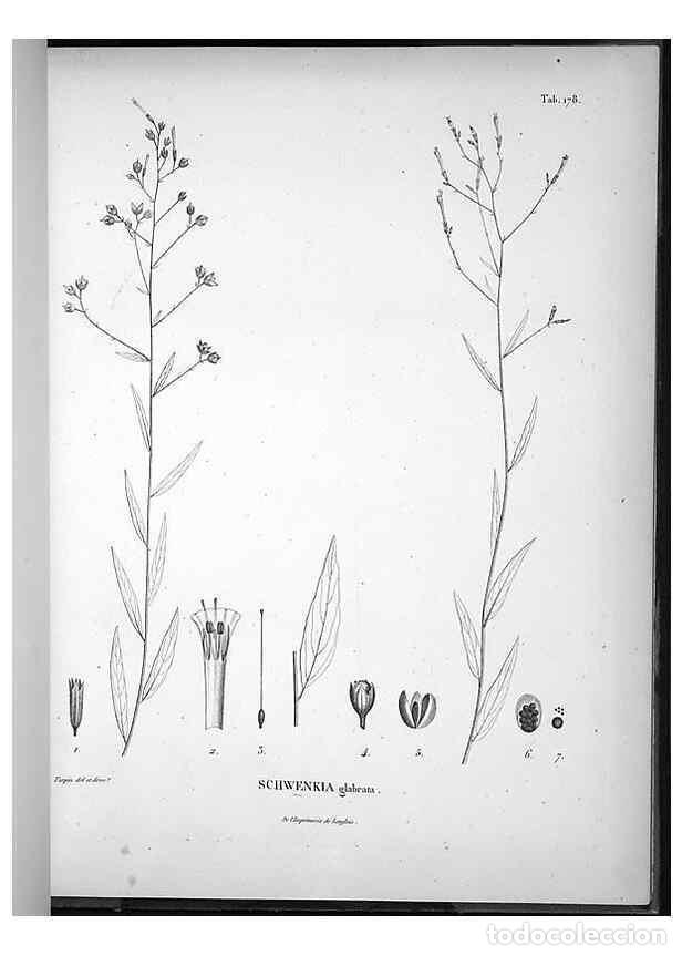 Collection Magazines and Newspapers: Reproducci&oacute;n/Reproduction 49556420346: Nova genera et species plantarum :. Antverpiae :Ex officina C