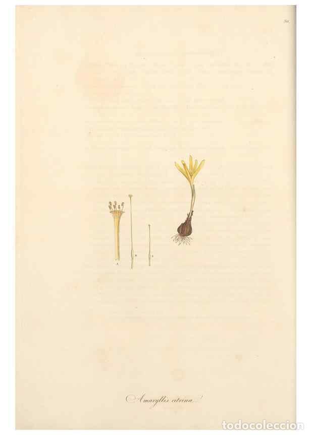 Collection Magazines and Newspapers: Reproducci&oacute;n/Reproduction 49556866813: Flora Graeca, sive, Plantarum rariorum historia, quas in prov