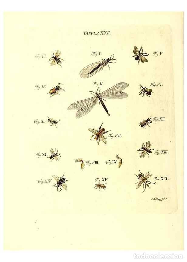 Collection Magazines and Newspapers: Reproducci&oacute;n/Reproduction 49809738213: Iacobi Christiani Schaefferi s.s. theologiae et philosophiae