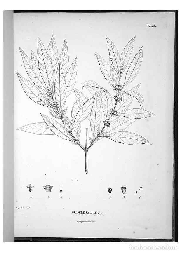 Sammeln von Zeitschriften und Zeitungen: Reproducci&oacute;n/Reproduction 49556421066: Nova genera et species plantarum :. Antverpiae :Ex officina C