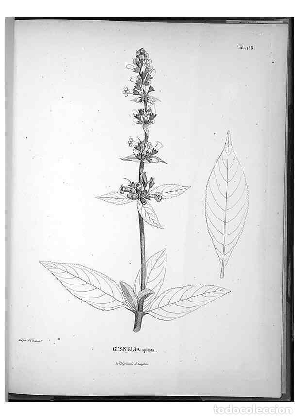 Sammeln von Zeitschriften und Zeitungen: Reproducci&oacute;n/Reproduction 49556422316: Nova genera et species plantarum :. Antverpiae :Ex officina C
