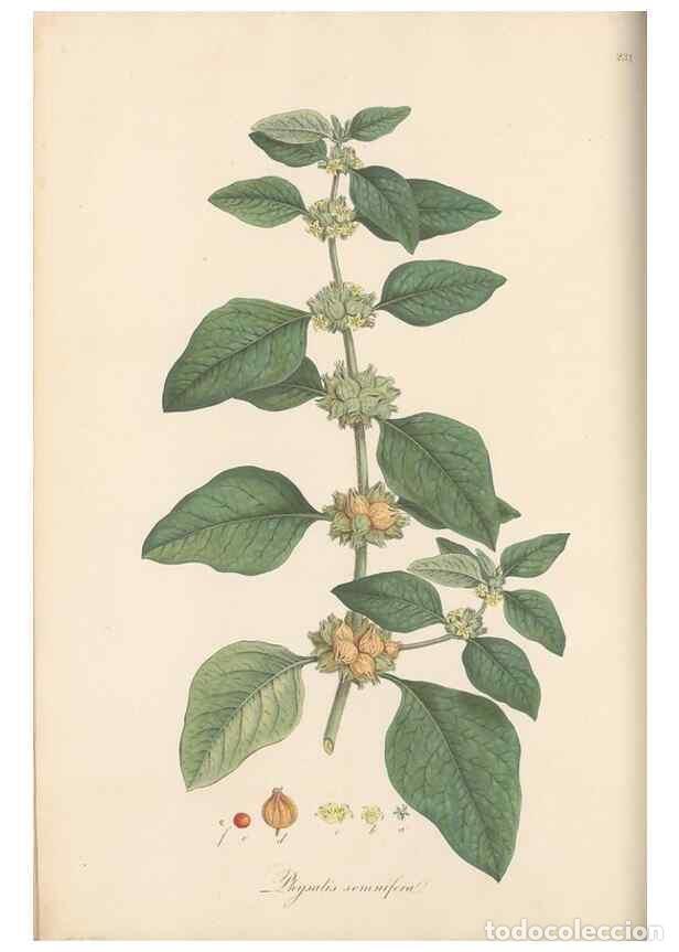 Sammeln von Zeitschriften und Zeitungen: Reproducci&oacute;n/Reproduction 49557555872: Flora Graeca, sive, Plantarum rariorum historia, quas in prov
